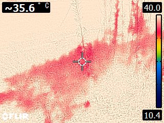 敷地の夏草のサーモグラフィ